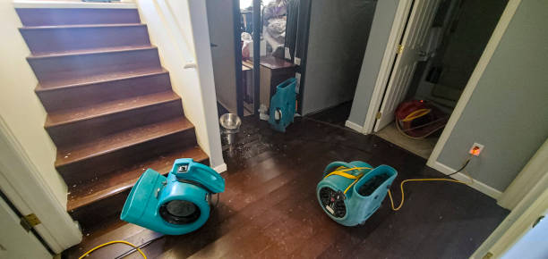 Best Flood damage cleanup  in Brownsville, FL