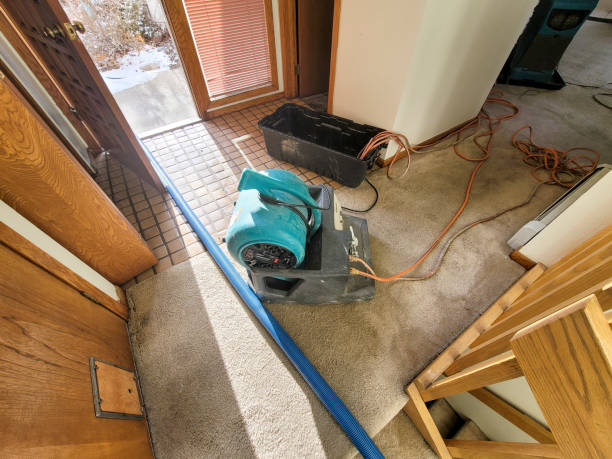 Best Water damage cleanup near me  in Brownsville, FL