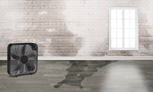 Best 24-hour water damage restoration  in Brownsville, FL